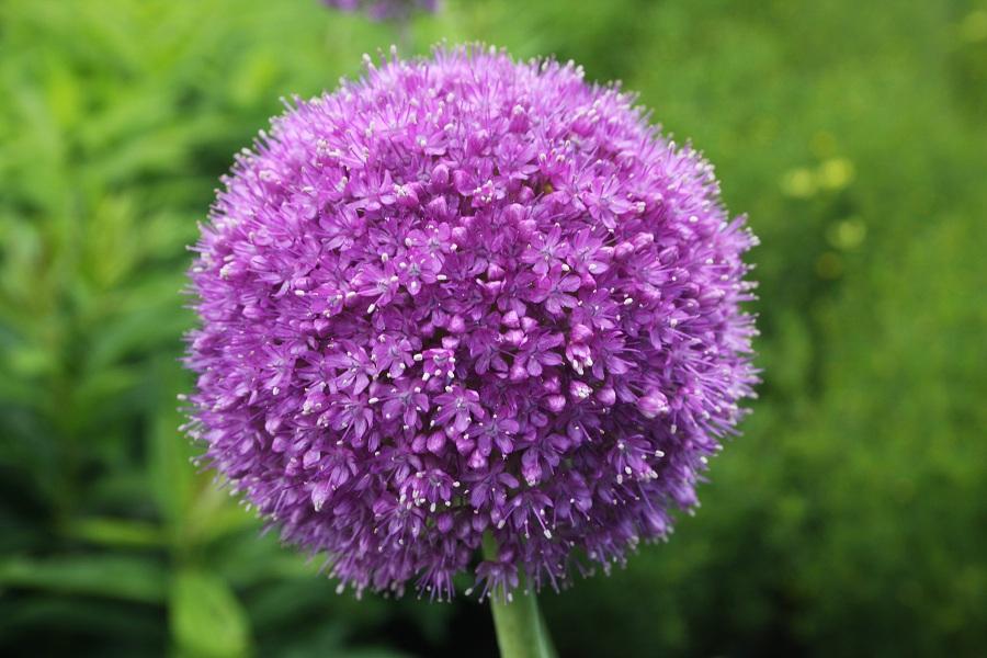 Allium giganteum 'Globe Master' from Hickory Hollow Nursery and Garden Center in Tuxedo Park, NY